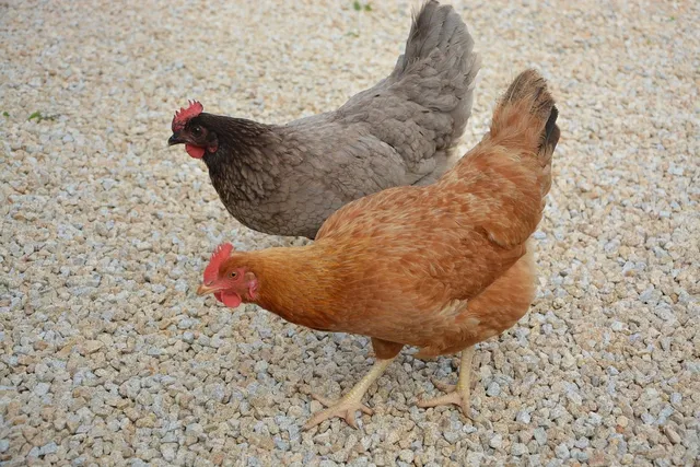 Tegelzetten 60 bij 60 verlijmen 2